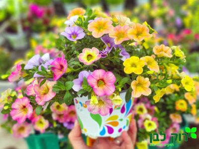 טריקסי מיקסי- מפלית מיני