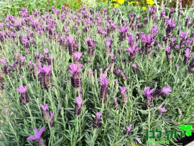 לוונדר מדריד