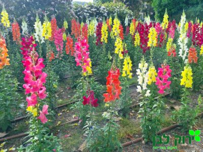 לוע הארי- בינוני