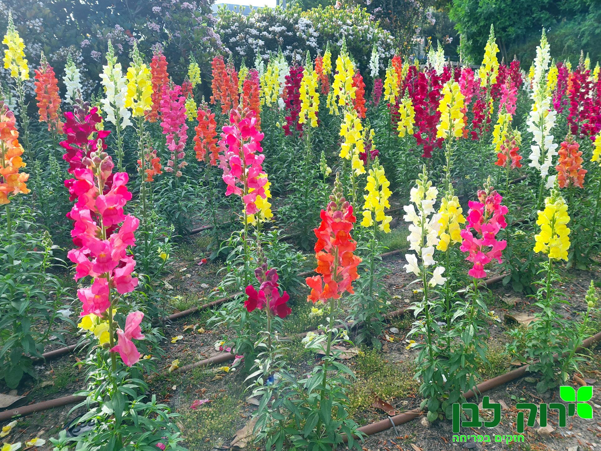 לוע הארי- בינוני