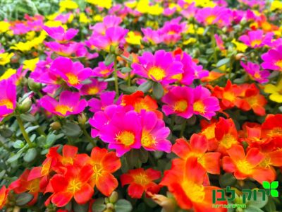 פורטולקה רב שנתית