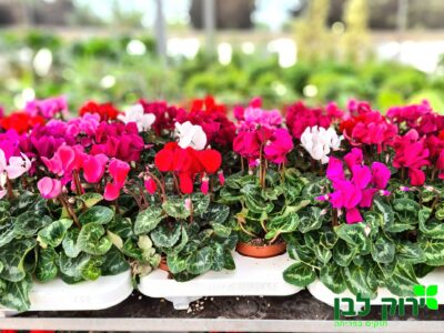 רקפת- פרח בינוני