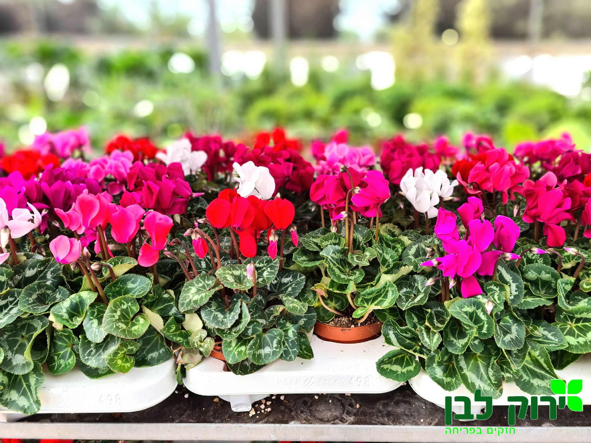 רקפת- פרח בינוני