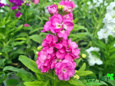 מנטור- עלה ירוק