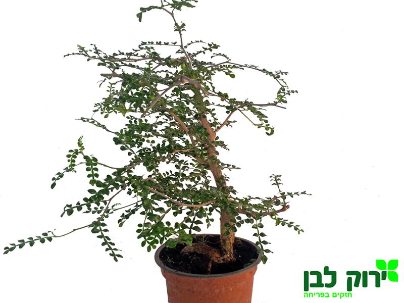 אופרקוליקריה בונסאי