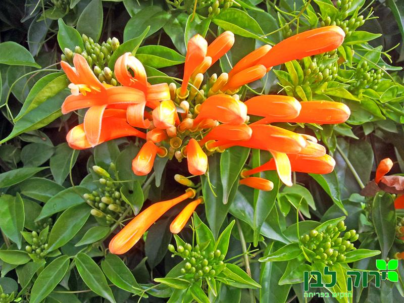 אורנית לוהבת