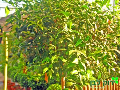 אכמנה סמיטי