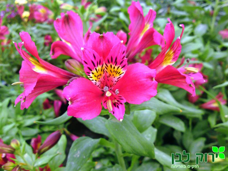 אלסטרומריה