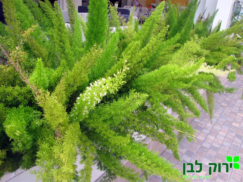 אספרגוס מאירי