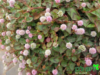 ארכובית מקורקפת