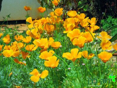 אשולציה קליפורנית