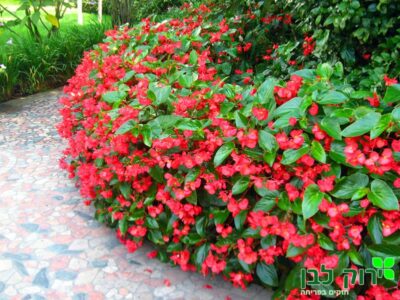 בגוניה דראגון