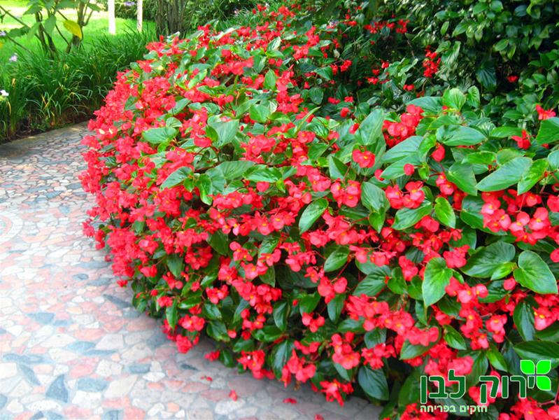 בגוניה דראגון