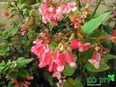 בגוניה ניטידיה