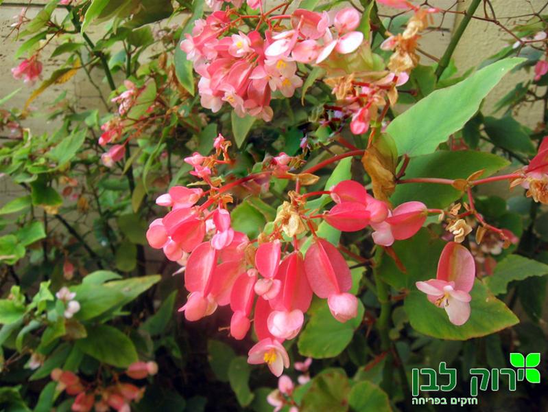 בגוניה ניטידיה