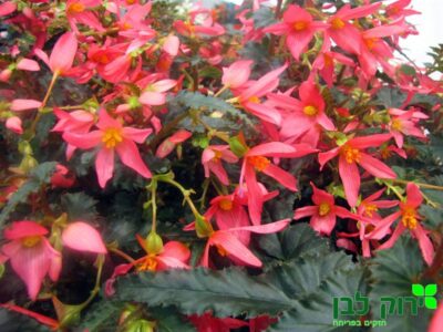 בגוניה ספרקלר