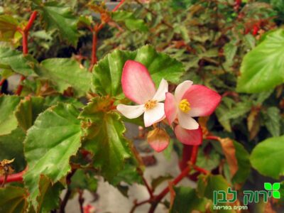 בגוניה מנוקדת