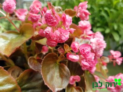 בגוניה פורחת עד- פרח כפול