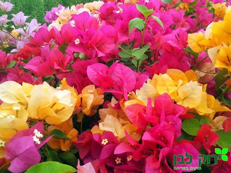 בוגונביליה