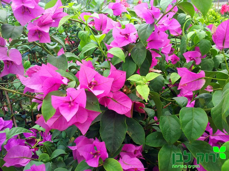 בוגונביליה גלברה