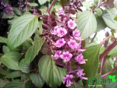 בזיל מג`יק מאונטיין