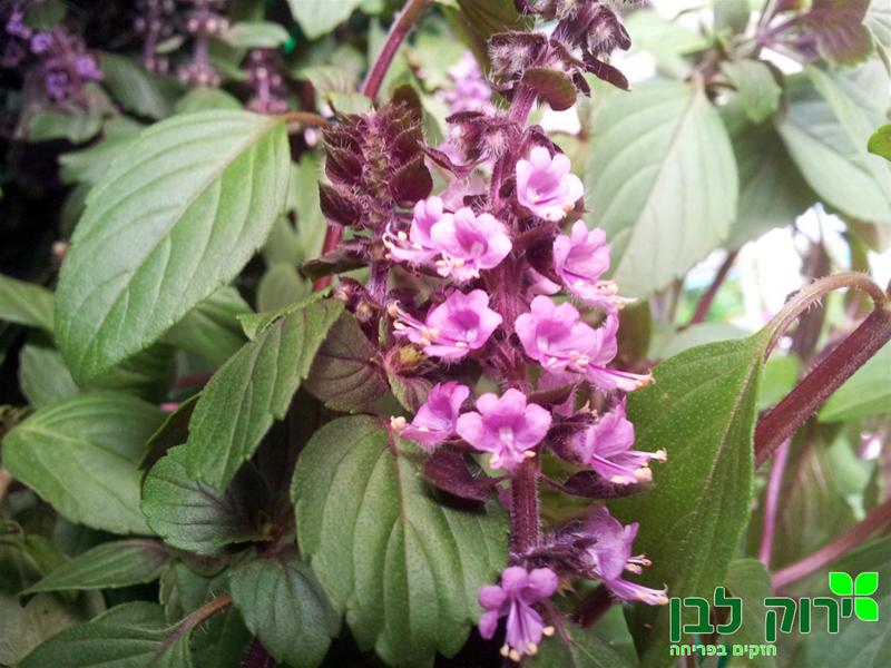 בזיל מג`יק מאונטיין