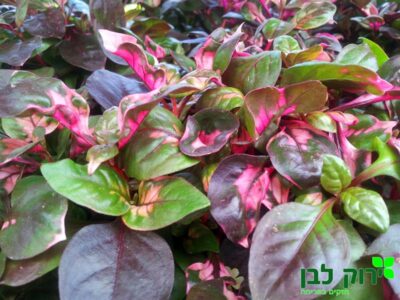 ביצן אוסטרלי