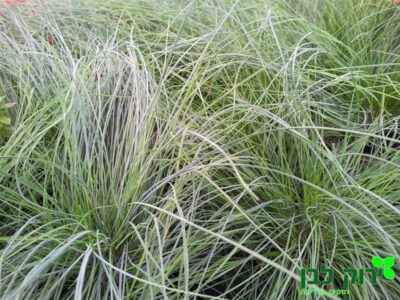 בן אפר מכחיל