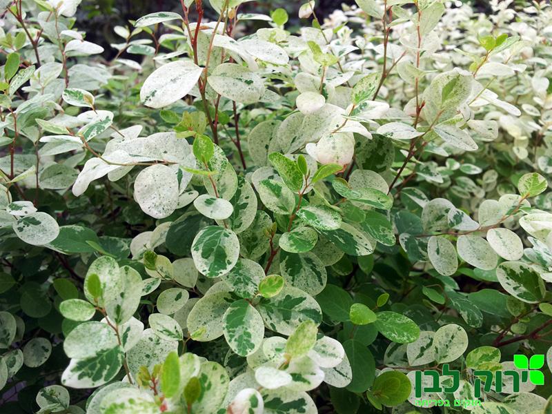 ברהניה ננסית