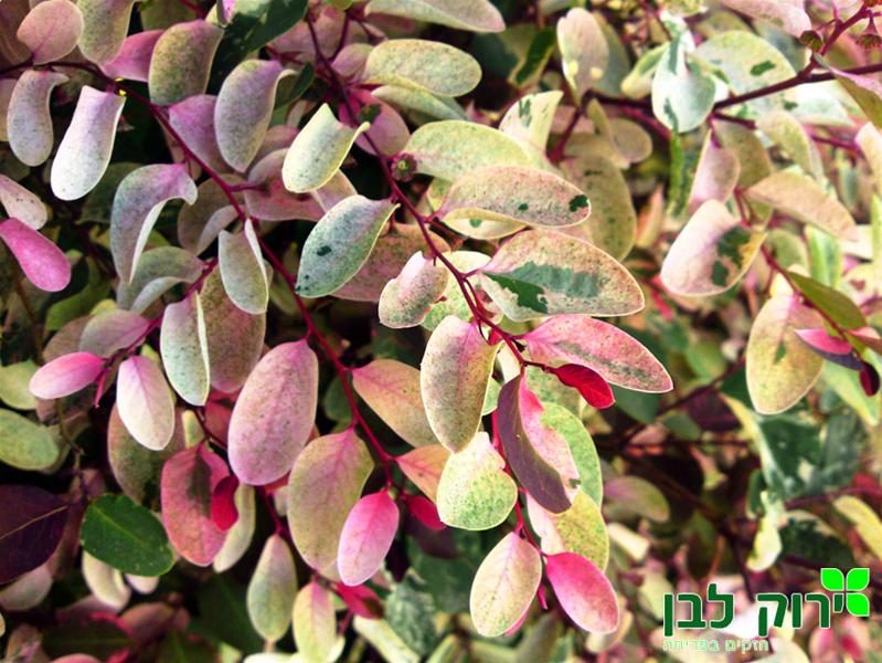 ברהניה מושלגת