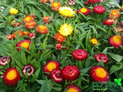 ברכיאנטה (פרח קש)