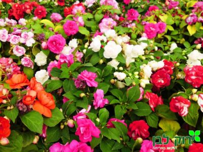 בשמת מוסיקה