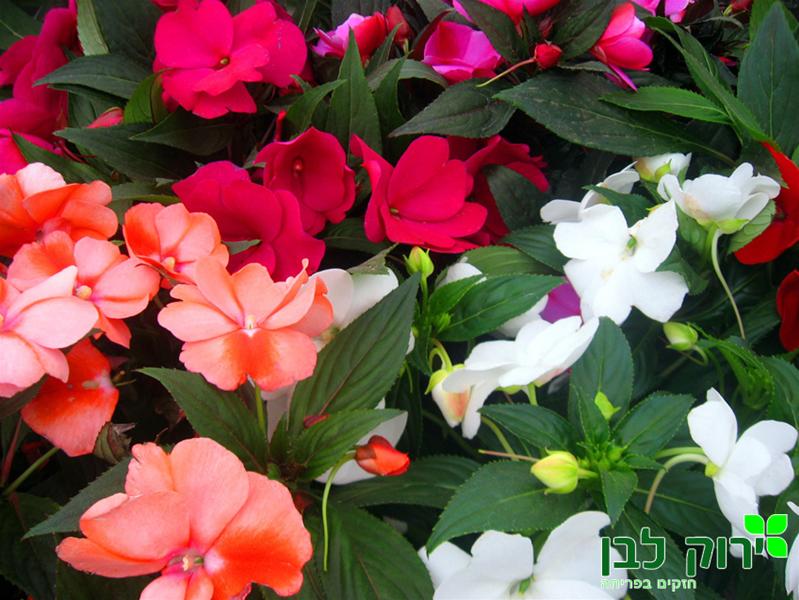 בשמת ניו גינאה