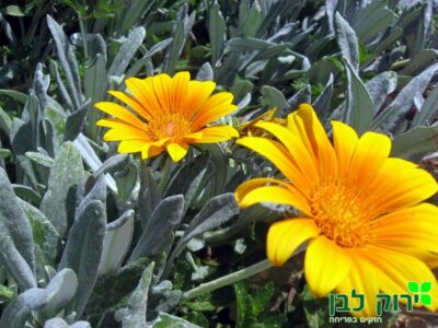 גזניה זוחלת