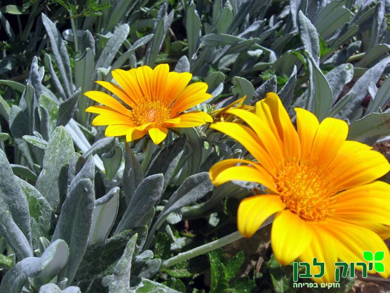 גזניה זוחלת