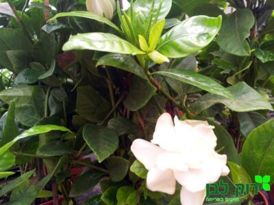 גרדניה שיחית