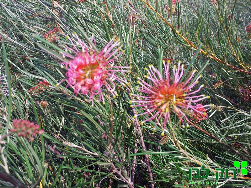 גרוויליאה ברכיסטכיאה