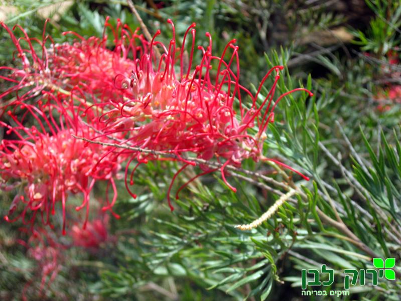 גרוויליאה רובין גורדון