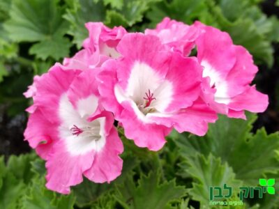 גרניום ברמודה