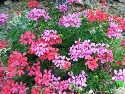 גרניום זוחל- וילה