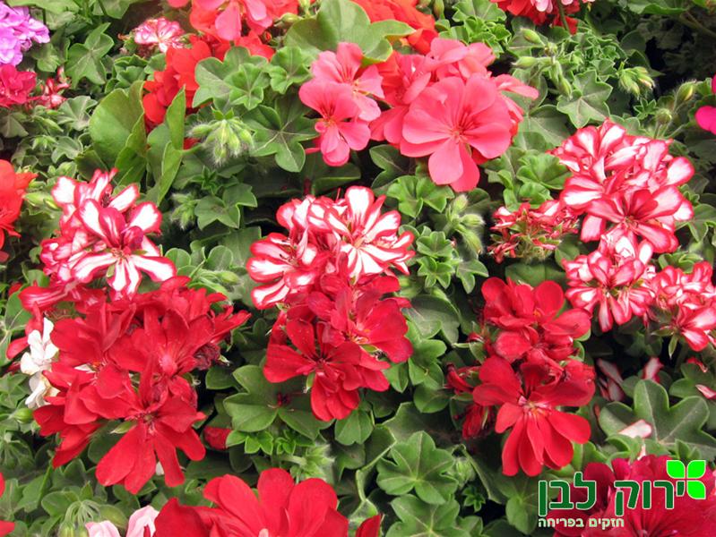 גרניום זוחל- פרח מלא