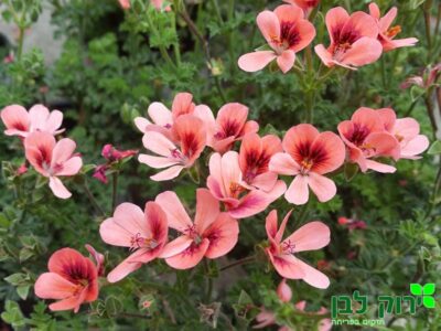 גרניום מיני צרפתי (אנג`ל אייז)