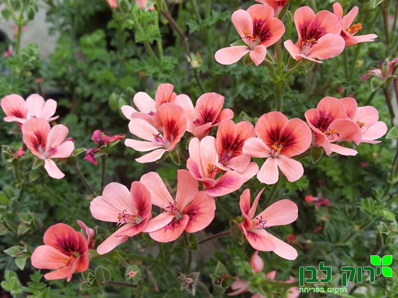 גרניום מיני צרפתי (אנג`ל אייז)