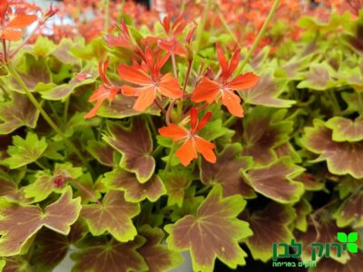 גרניום זקוף- עלה חום צהוב (ונקובר)