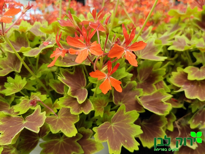 גרניום זקוף- עלה חום צהוב (ונקובר)
