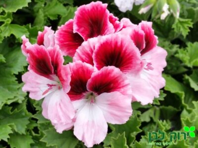 גרניום צרפתי