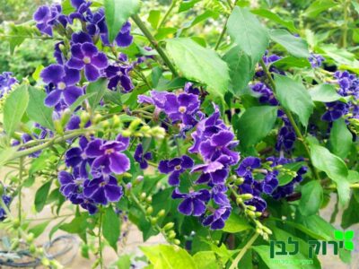 דורנטה גיישה גירל