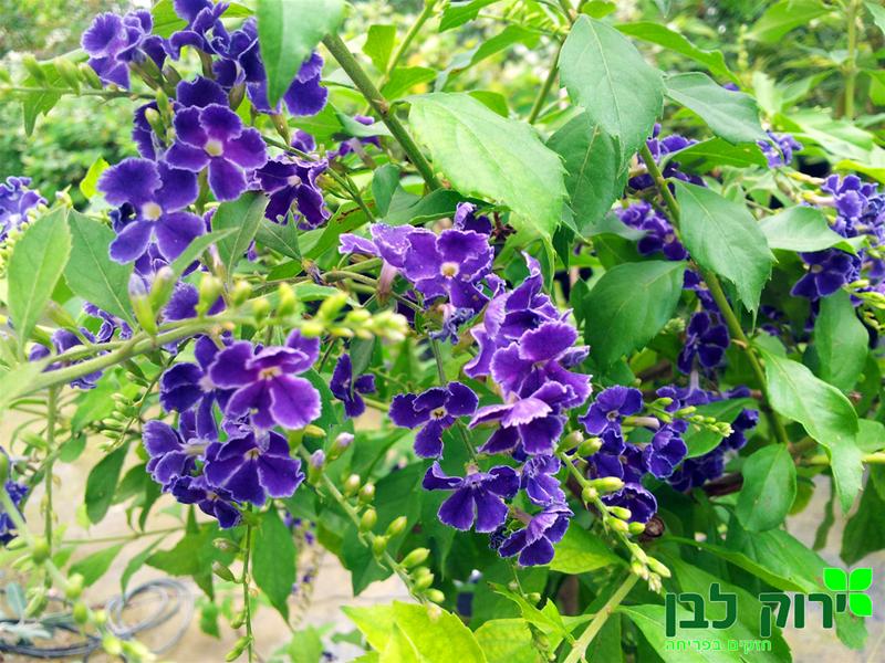 דורנטה גיישה גירל