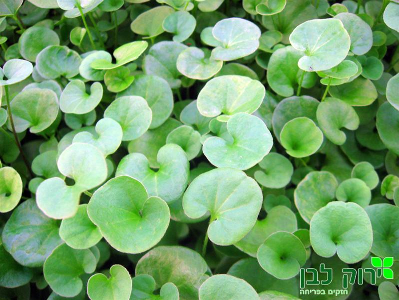 דיכונדרה ירוקה