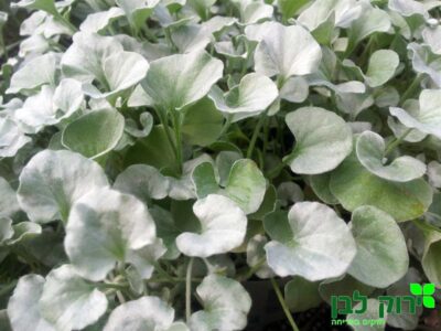 דיכונדרה כסופה